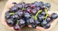 激素葡萄和普通葡萄有啥區別？老果農教你5招，一眼就能辨別出來