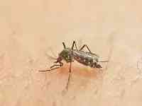 蚊子王國在新疆，一巴掌下去能拍死數十只，這是種什麼體驗？