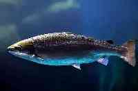 黑龍江放流近50年，是天然“魚庫”，裡面最大的大馬哈魚有多大？