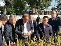 廣州黃埔雙季稻畝產3000斤實現了袁隆平的一個遺願