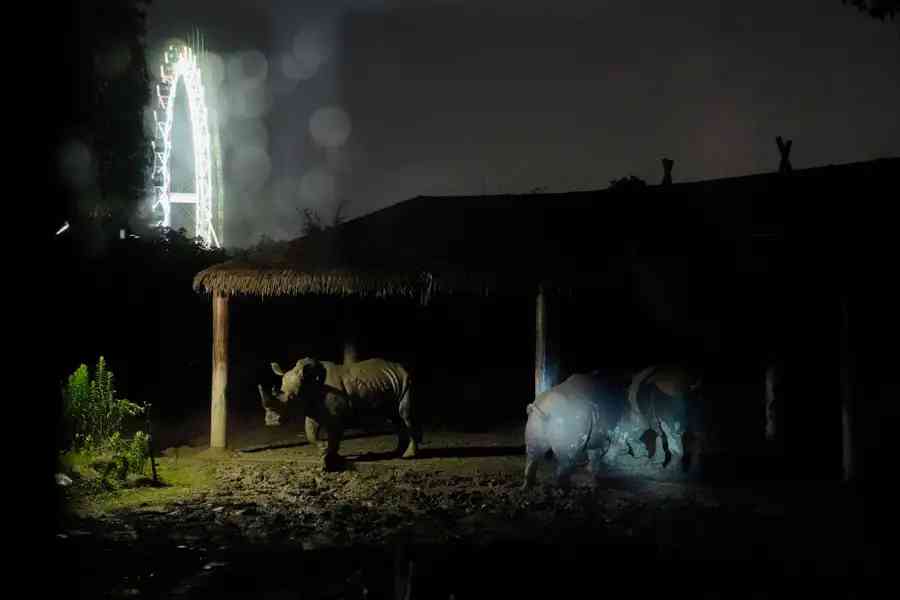昏暗的燈光下，犀牛悠閒散步。陳璽撼攝.jpg