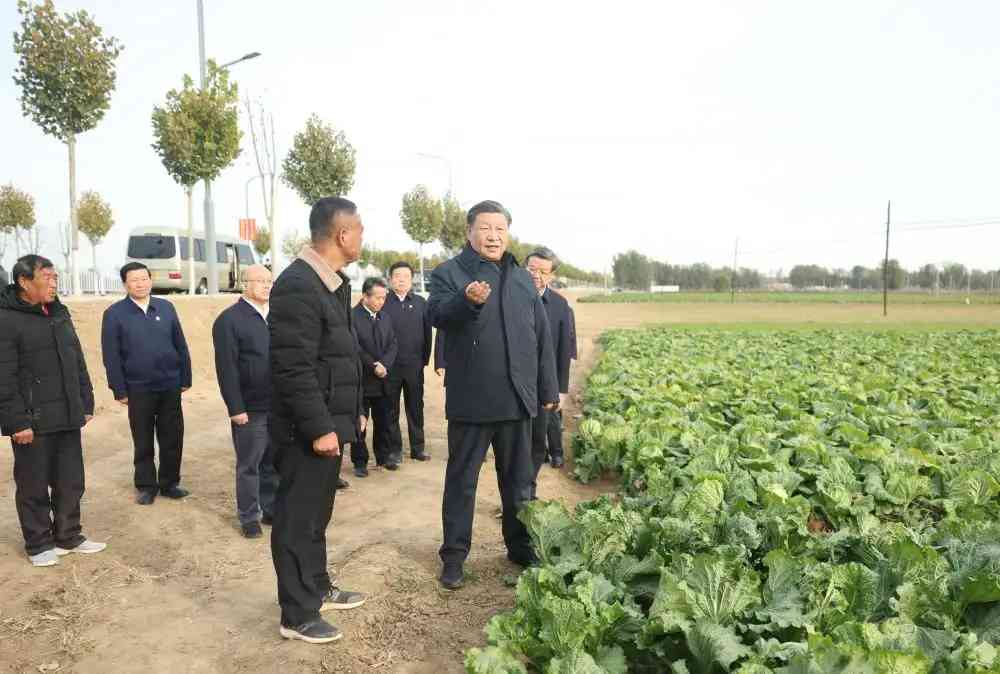 這是10日下午，習近平在河北保定涿州市刁窩鎮萬全莊村村邊農田察看大白菜長勢。新華社記者.jpeg