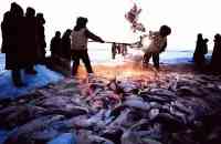 “頭魚”拍出近300萬，查幹湖年產魚3500萬斤，為何卻取之不竭？