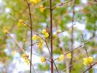 新年伊始青山公園梅花競放