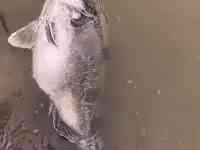 安徽釣友曬出“鱖魚王”，網友：指定是買的！野生的不可能這麼大