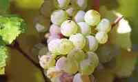 圖文詳解最貴的八個葡萄品種，你都聽過嗎？