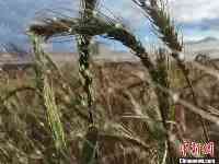 錫林郭勒牧民的近半世紀堅持：與牧草雜交的小麥新品種“誕生記”