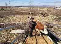 吉林市蛟河農民冷立東養牛18個月收入翻番
