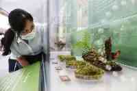 “苔花如米·蘚為人知”展自然之美苔蘚科普展在上海自然博物館開幕