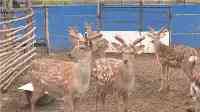 安圖縣：特色養殖致富有“鹿”