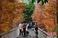 廣州天河濕地公園落羽杉迎觀賞季