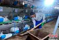 青海藏兔養殖：“蹦”出來的新希望