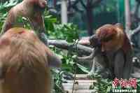 印尼國寶長鼻猴在穗產子兩猴寶公開征名