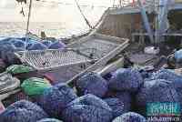 開漁後在廣東海域渾水摸魚違規拖螺10艘漁船被查獲