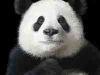 最新公佈！國寶大熊猫被降級了！