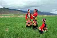 西藏種草背後：中國草原保護和草業發展有一個大戰略