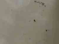 河南大學淮河醫院產科一病房內蟑螂滿地爬，醫院：是飛蟲，已消殺