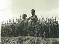 少年麥收，多少人夢中的情景！1939年日寇在天津楊村拍攝的麥收