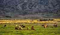 新疆一牧民撿到15.7斤狗頭金，有人出價300萬，牧民為何不敢賣？