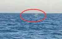 遼寧海域出現三頭“殺人鯨”，漁船不跑反拍照，虎鯨真的殺人嗎？