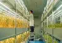 植物工廠快速育出優種“尖子生”