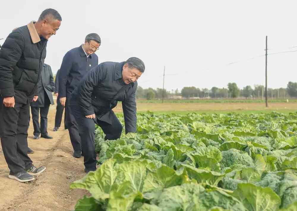 這是10日下午，習近平在河北保定涿州市刁窩鎮萬全莊村村邊農田察看大白菜長勢。新華社記者鞠鵬攝.jpeg