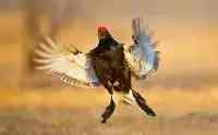 會飛的雞，好鬥的雞，新疆黑琴雞！