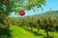 中國水果第一大省，水果種植面積1700多萬畝，相當於兩個上海