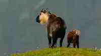 神秘動物首次現身青海河南，被不丹奉為國獸，我國僅有數千只