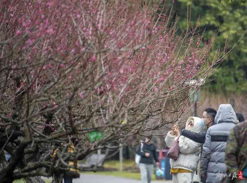 上海世紀公園內初綻的梅花.jpeg