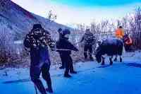喀什警察趟冰河救孤島犛牛