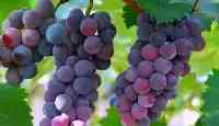 10款國內常見葡萄排名：口感與顏值俱佳，第一名有望普及福斯價格