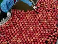 中國洛川蘋果15元一公斤，日本青森蘋果150元一個，哪裡來的價差？
