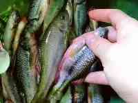 比起幾十斤的大青魚、大鰱魚，這些溪流精靈才是千島湖人的最愛