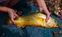寧波再次出名！漁民捕獲7斤野生大黃魚，有價無市，如何長大的？