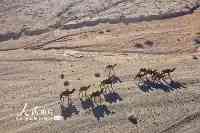 新疆博州：遷徙中的駱群