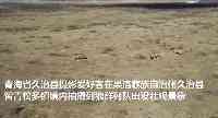 青海三江源現大型狼群，12只野狼集體出動，當地牧民：第一次見