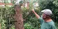 沖上熱搜！一男子修剪自家買的樹，被罰14萬！城管部門回應