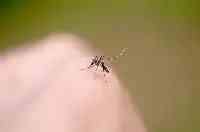 今年的蚊子，也是千年一遇