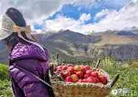 西藏山南市：秋收蘋果紅似火增收致富笑滿園