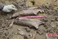 青藏高原青海柴達木盆地發現真象、犀牛化石