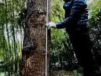 上海一男子修剪自己別墅裏的香樟樹被罰款14.42萬元城管回應