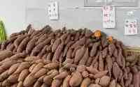 北京2.1萬畝甘薯豐收：是烤還是蒸，專家有說法