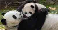 第一個殺大熊猫的人，分得70斤肉，賣了4800元，被發現後報應來了