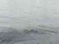 甲魚會凍死？重慶長江邊現十多斤大甲魚，疑似被凍死