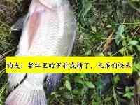 鑒江裏的羅非魚比鯉魚還大？茂名釣友：兩三斤的隨便釣