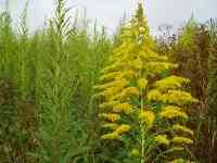 武漢出現大量惡性雜草，“加拿大一枝黃花”為何在我國，有何危害