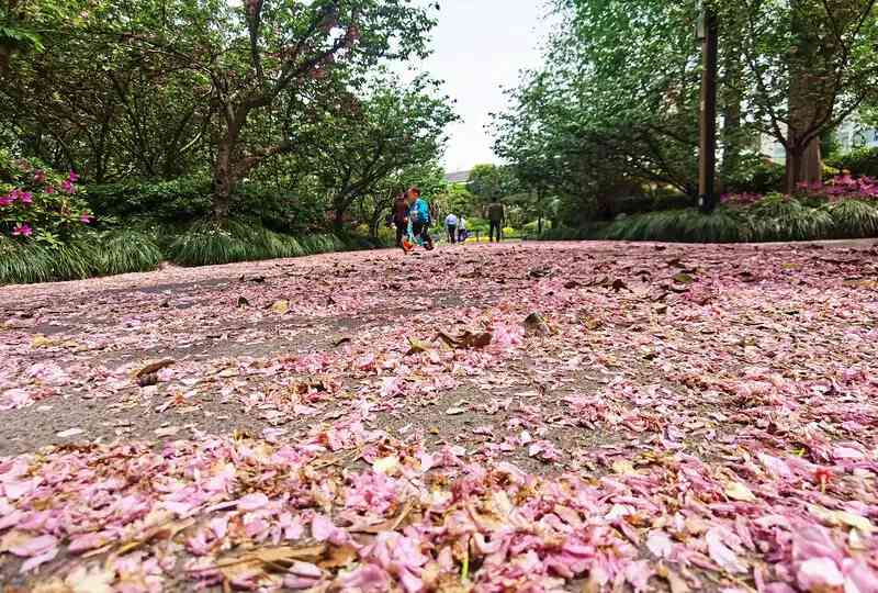 楊浦公園開始為期一周的落櫻不掃.jpeg