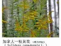 熱搜第一！武漢全城阻擊這種花，呼籲市民舉報！它在雲南也出現過…