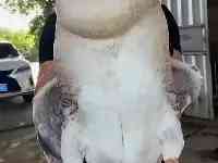 長見識了！廣東潮汕：30斤獅頭鵝，可以賣2000元